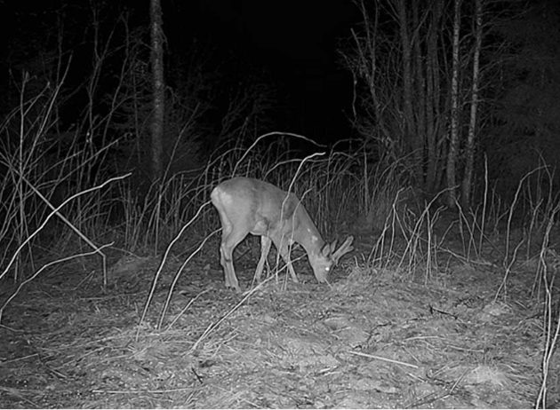 HIKMICRO M15 Rajakaamera